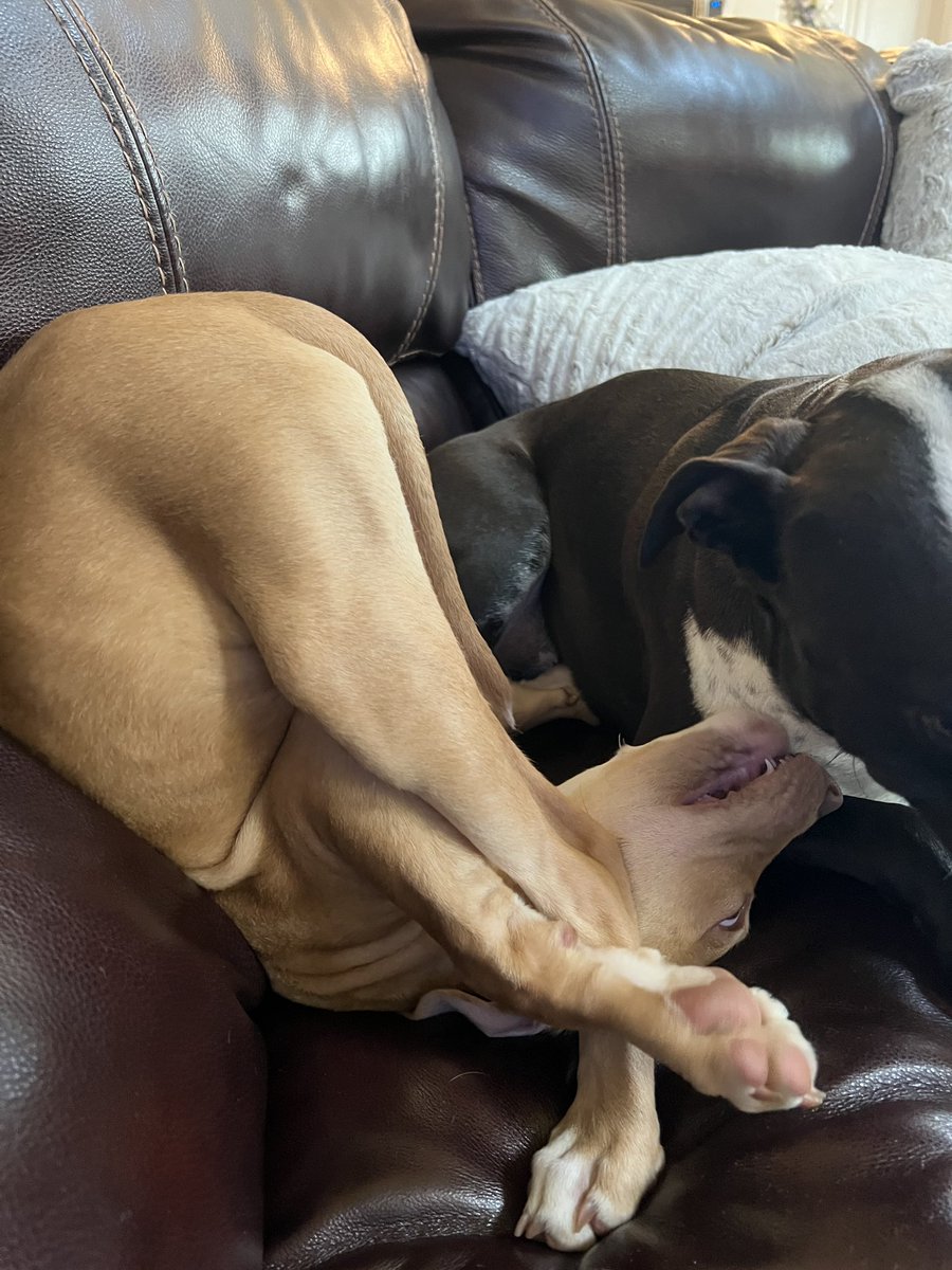 These dogs 😂😂 !!! Unreal