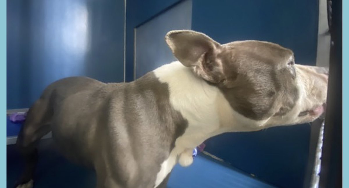 TomJumboGrumbo's tweet photo. Tied up in a yard, poor Lola #167008 has spent her life living outside. Arriving MAR 19, she now faces the fight of her life to stay alive. Too terrified to venture out of her kennel, she has not been assessed, but fast tracked to die in NYCACC Tuesday. Six years old and needs help: please pledge RT Lola!
#RescueDogs #NewYork
https://t.co/wQK6J8M6aJ