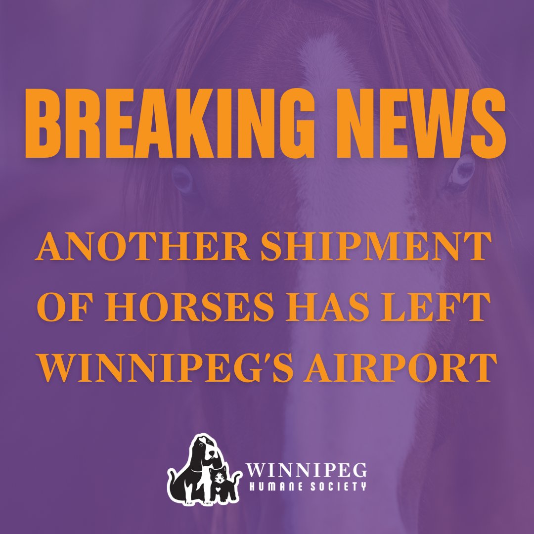 WinnipegHumane's tweet photo. 🚨BREAKING NEWS: Another shipment of horses left Winnipeg’s airport earlier this morning. These sentient, gentle giants deserve our protection. Speak out against this inhumane industry and urge Minister Bibeau (marie-claude.bibeau@parl.gc.ca) to carry out her mandate today. https://t.co/ntdekA5AWv
