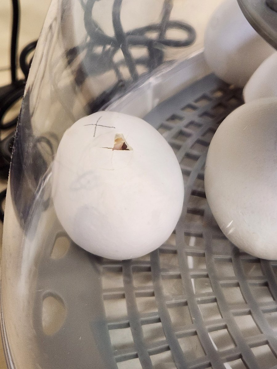 Karen Dreistadt tweet media