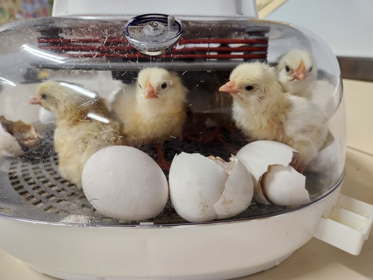 Karen Dreistadt tweet media