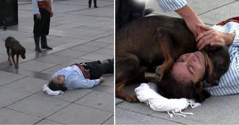 Un hombre se cae de un caballo y está malherido en mitad de la calle. Se trata de un actor representando su papel en una obra de teatro en la calle, pero un perrito callejero lo vio y corrió a socorrer, besar y consolar al hombre.