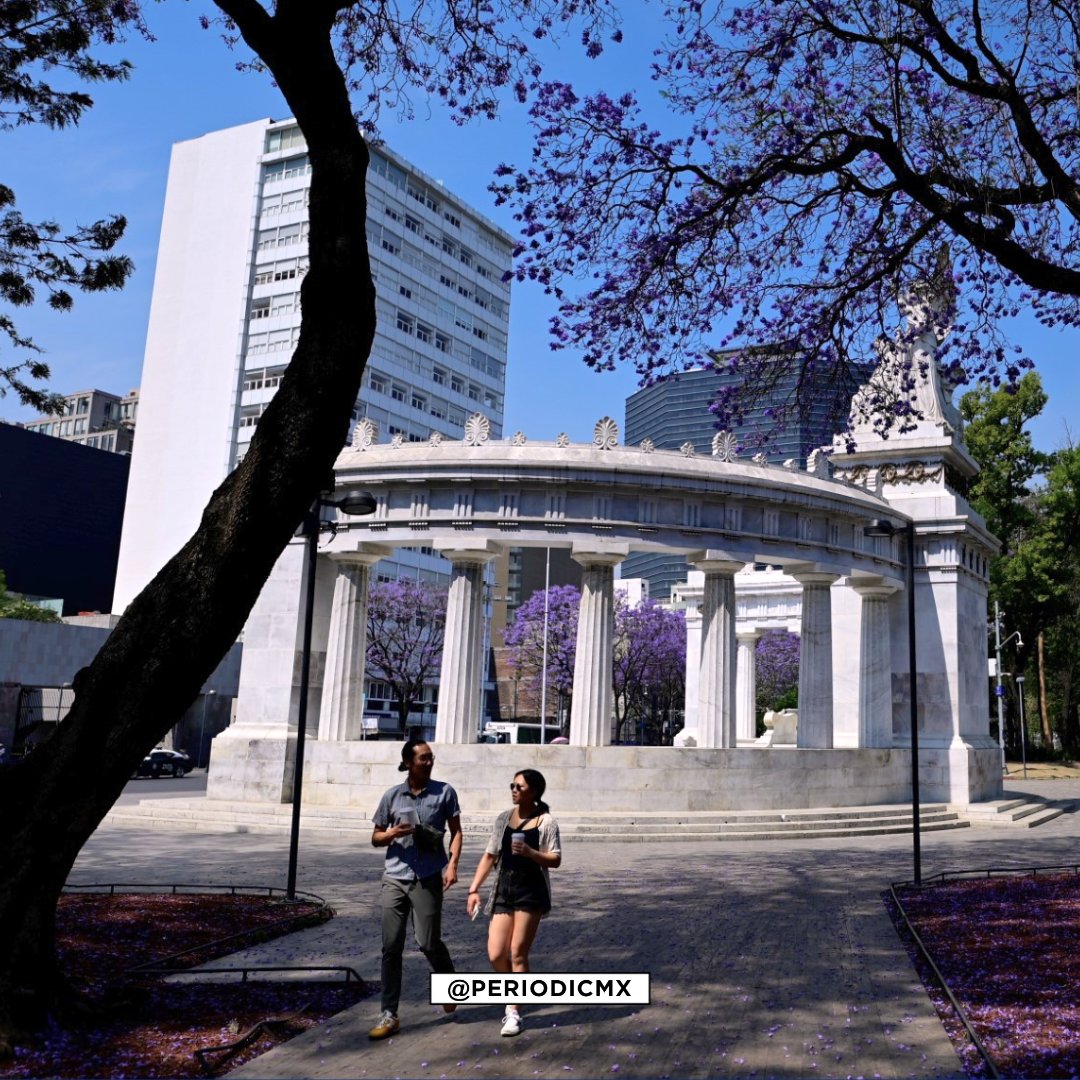 Les dejamos unas fotitos para apreciar lo bonitas que son las jacarandas de la Ciudad de México. 😍🌸💜