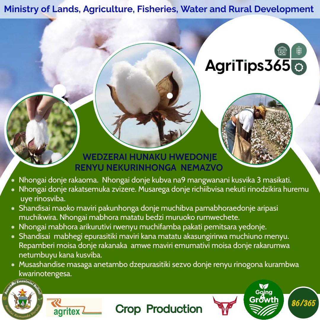 MoLAFWRD_Zim's tweet photo. #Going4Growth 
Improve your Cotton grade by hand picking correctly 
#AgriTips365/86
@basera_john https://t.co/VD8h2Pu375