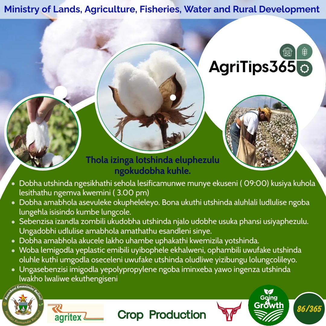 MoLAFWRD_Zim's tweet photo. #Going4Growth 
Improve your Cotton grade by hand picking correctly 
#AgriTips365/86
@basera_john https://t.co/VD8h2Pu375