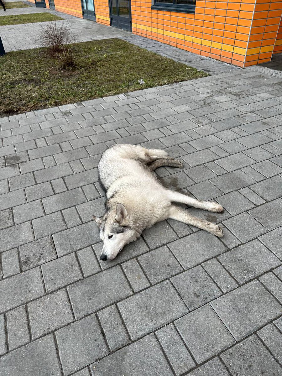 EilyKei's tweet image. Москва, РТ
В нашем ЖК выбросили на улицу аляскинского маламута (Лора, девочка, 6 лет, стерилизована) золотистого ретривера (Мальчик, Финрод, 2 года, чипирован). Ретривер сейчас на передержке, маламут у волонтеров. Ищем им новый дом🥺