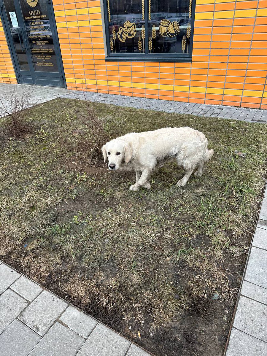 EilyKei's tweet image. Москва, РТ
В нашем ЖК выбросили на улицу аляскинского маламута (Лора, девочка, 6 лет, стерилизована) золотистого ретривера (Мальчик, Финрод, 2 года, чипирован). Ретривер сейчас на передержке, маламут у волонтеров. Ищем им новый дом🥺