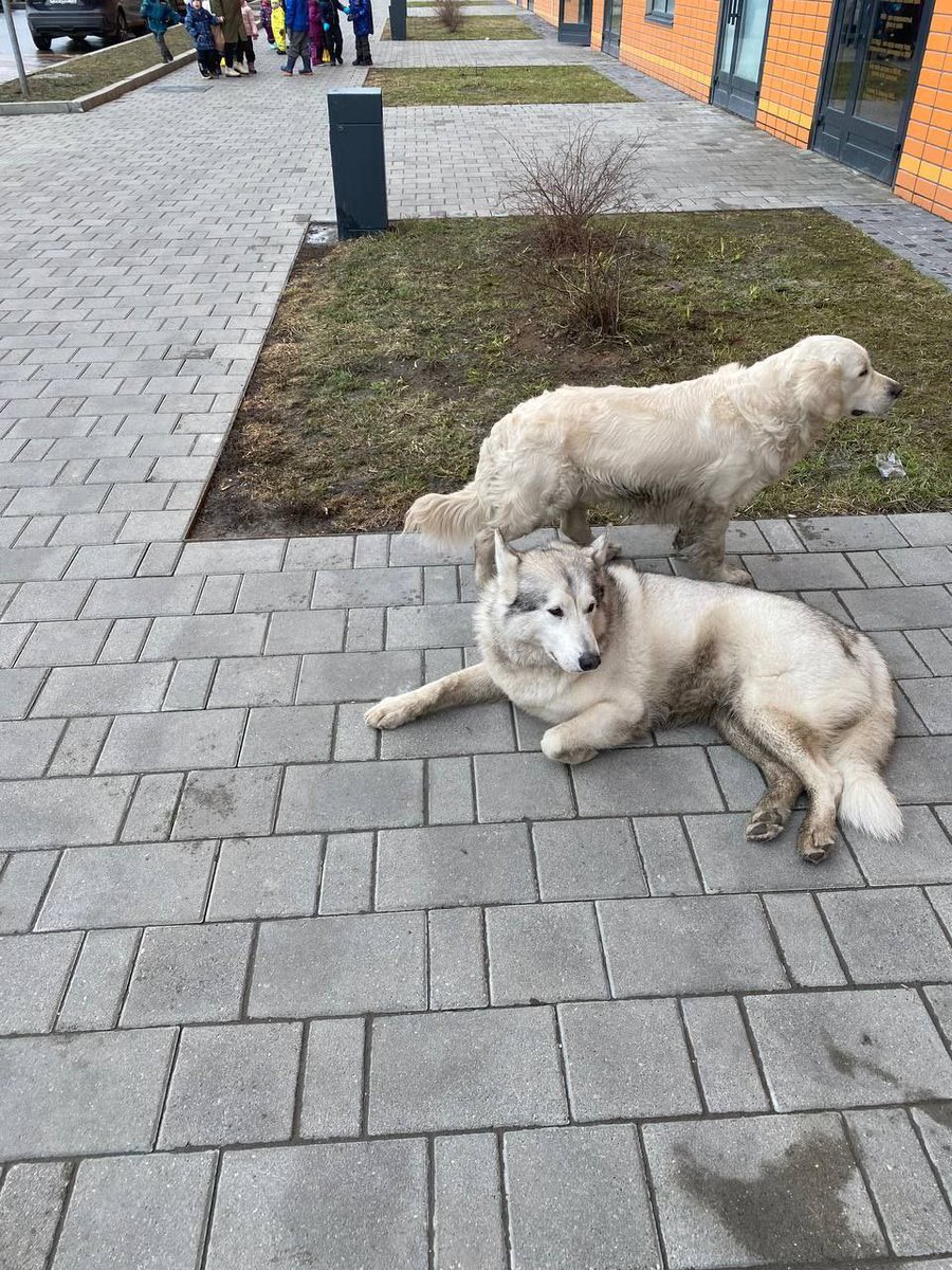 EilyKei's tweet image. Москва, РТ
В нашем ЖК выбросили на улицу аляскинского маламута (Лора, девочка, 6 лет, стерилизована) золотистого ретривера (Мальчик, Финрод, 2 года, чипирован). Ретривер сейчас на передержке, маламут у волонтеров. Ищем им новый дом🥺