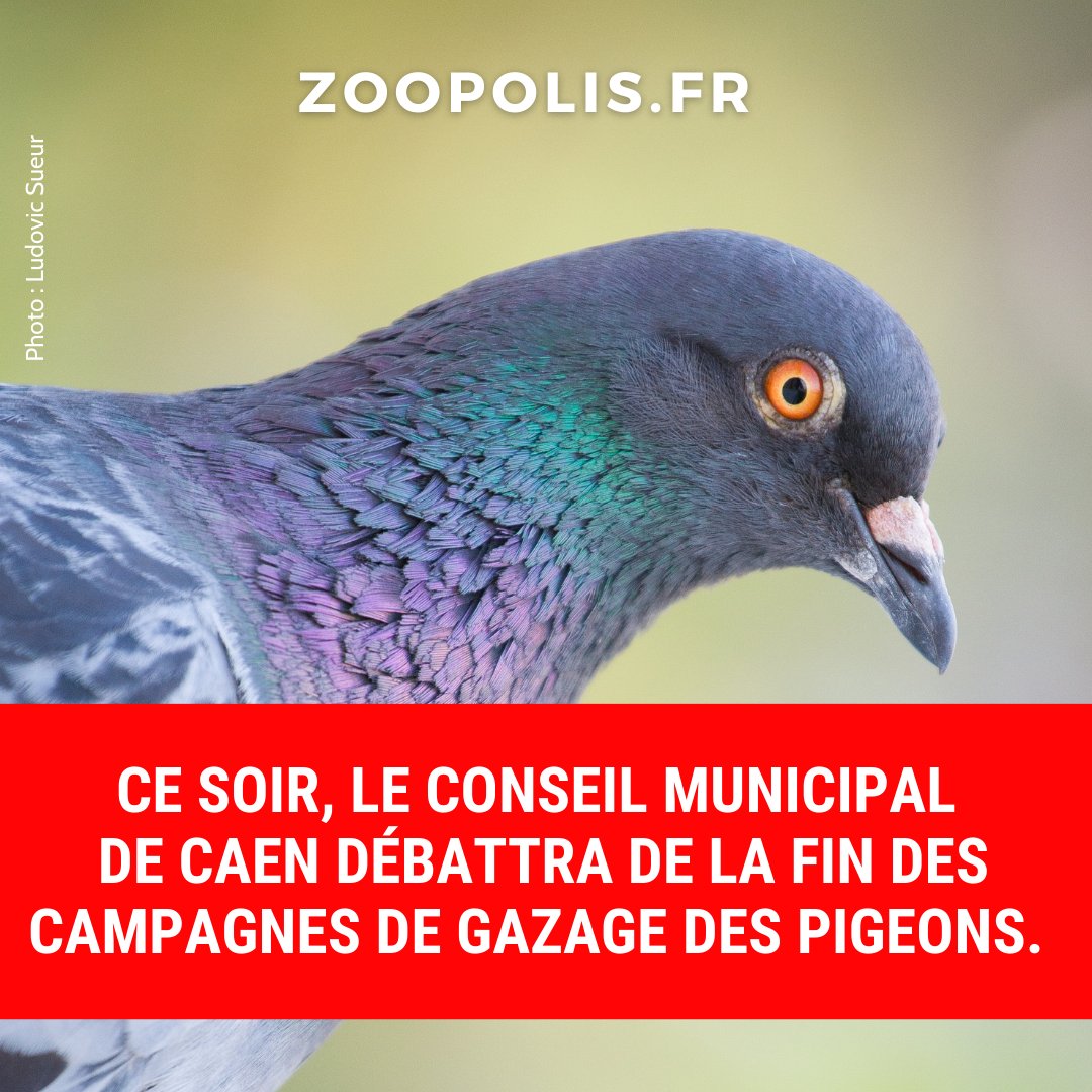 paz_zoopolis's tweet photo. 🐦#PIGEONS - PAZ avait révélé que @CaenOfficiel commandite des campagnes de gazage. Nous avons eu un entretien avec les services de la Ville.👥

Le groupe d’opposition “#Caen écologiste et citoyenne” a déposé un vœu pr la fin des campagnes de captures et de gazage des pigeons.👏 https://t.co/W6OhSso12G