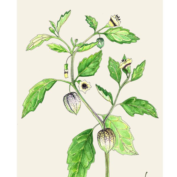 aecidecuador's tweet photo. ¿Sabías que el fruto de la 𝘂𝘃𝗶𝗹𝗹𝗮 está lleno de vitamina C? 📔👉Montes de Timbiré: manual de plantas de uso medicinal y condimentario.
@FundacionLunera - #AMATIF | PGR
@FronteraNorteEC con el apoyo de la #UE y #AECID
Para descargar 🖨️▶️ https://t.co/zHEYGxhX5X https://t.co/5HkYbKH71R