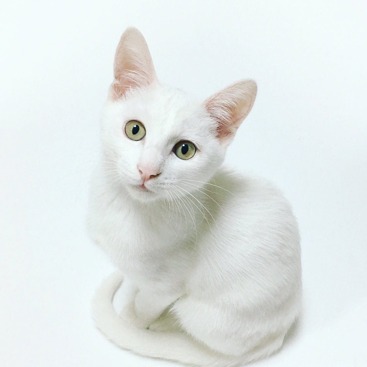 FrindLovers_cat's tweet photo. My Favorite Cat (White_Cat)

#WhiteCat #cat #catfuny
#myfavoritecat
#Lamar
#MondayMotivation
#Tyler
#CFTC
#MondayMood
#Scotland https://t.co/GJELbCTvy7