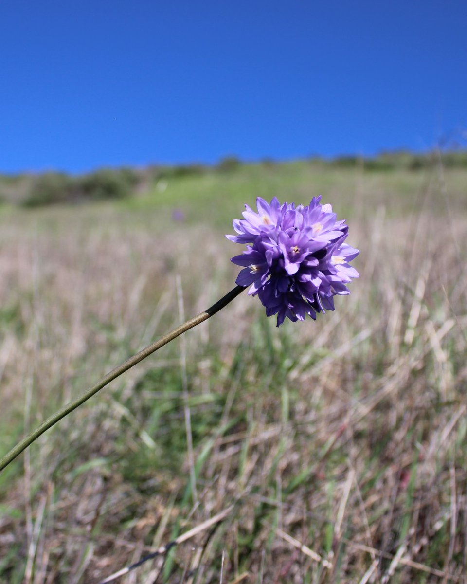City_of_SLO's tweet photo. π Spring has sprung, San Luis Obispo, with splashes of purple, orange, yellow and white! πΌ
Enjoy our open spaces and the breathtaking #wildflowers. Please check trail status at https://t.co/7vai5TcblM and stay on trails when hiking.
#SLOCity #Superbloom #ShareSLO #HikeSLO https://t.co/ddXr1oTBTR