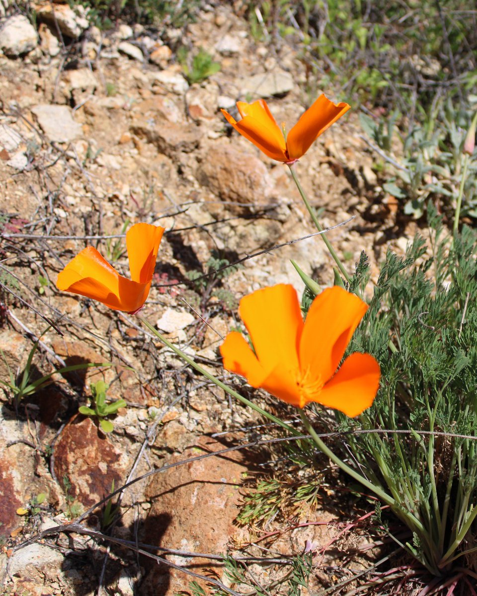 City_of_SLO's tweet photo. π Spring has sprung, San Luis Obispo, with splashes of purple, orange, yellow and white! πΌ
Enjoy our open spaces and the breathtaking #wildflowers. Please check trail status at https://t.co/7vai5TcblM and stay on trails when hiking.
#SLOCity #Superbloom #ShareSLO #HikeSLO https://t.co/ddXr1oTBTR