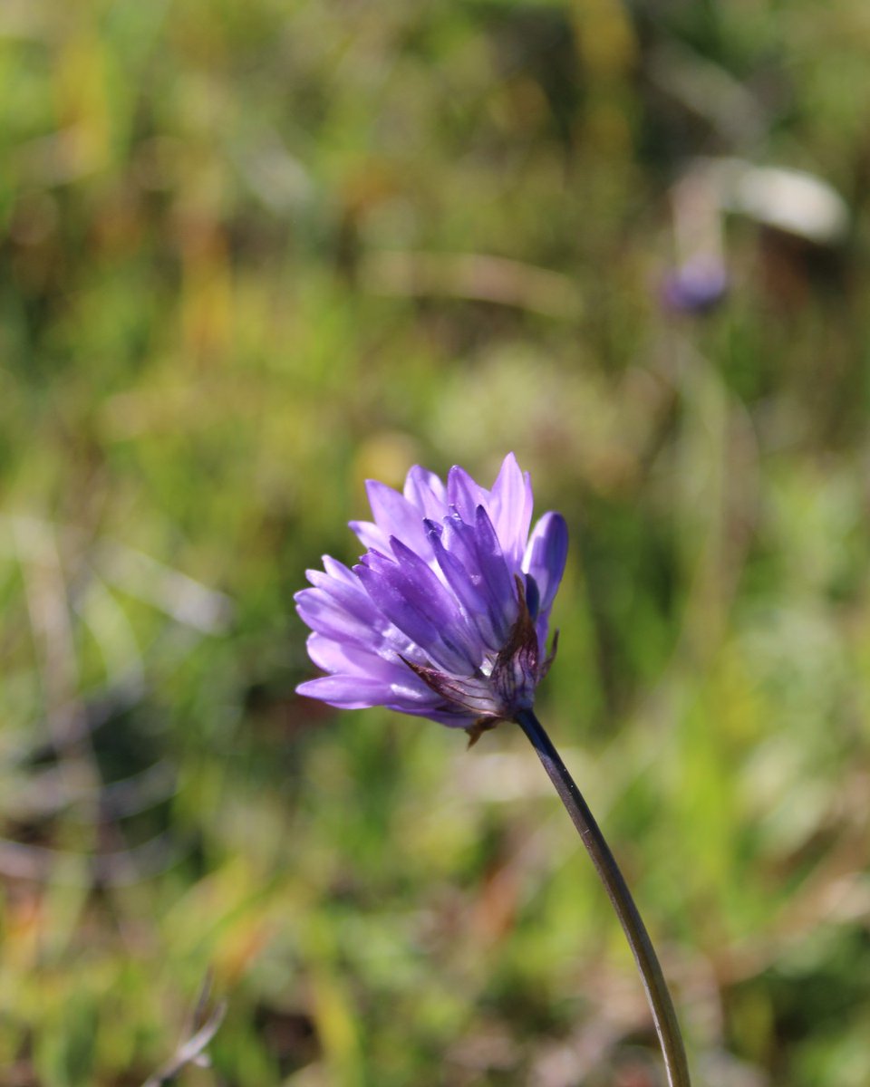 City_of_SLO's tweet photo. π Spring has sprung, San Luis Obispo, with splashes of purple, orange, yellow and white! πΌ
Enjoy our open spaces and the breathtaking #wildflowers. Please check trail status at https://t.co/7vai5TcblM and stay on trails when hiking.
#SLOCity #Superbloom #ShareSLO #HikeSLO https://t.co/ddXr1oTBTR