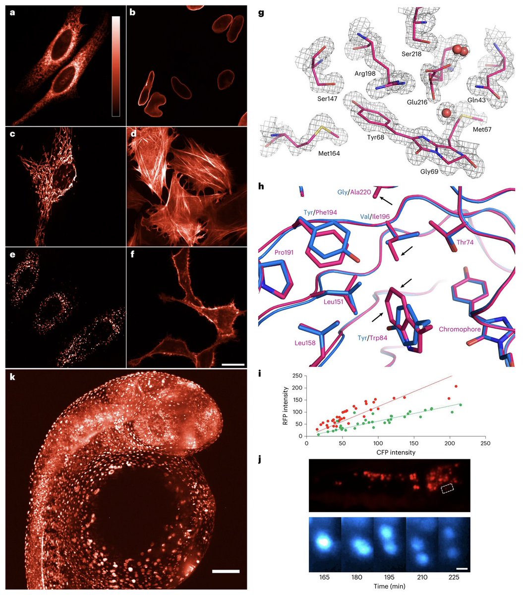 Finally out: mScarlet3 A brilliant and fast-maturing red fluorescent protein. Congrats to the teams of Dorus Gadella and Antoine Royant! nature.com/articles/s4159…