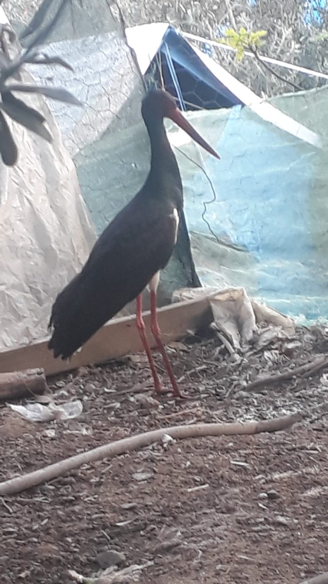 Göğsünden vurulmuş bir Kara leylek. Öldürmeye programlı insan müsveddesi vurmuş. Bir diğer güzel insanın haber vermesi ile teslim alarak DKMP Hatay yaban hayvanları rehabilitasyon merkezine alınarak tedavisine başlandı. #Hatay #Samandağ