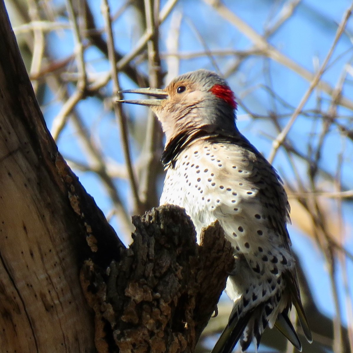The Inept Birder tweet media