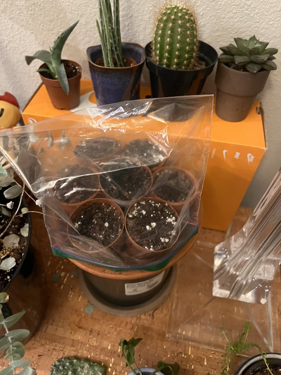 colecropcoder's tweet image. my plant desk goes crayyzeee
Started some marjoram and lemon balm seed 😎