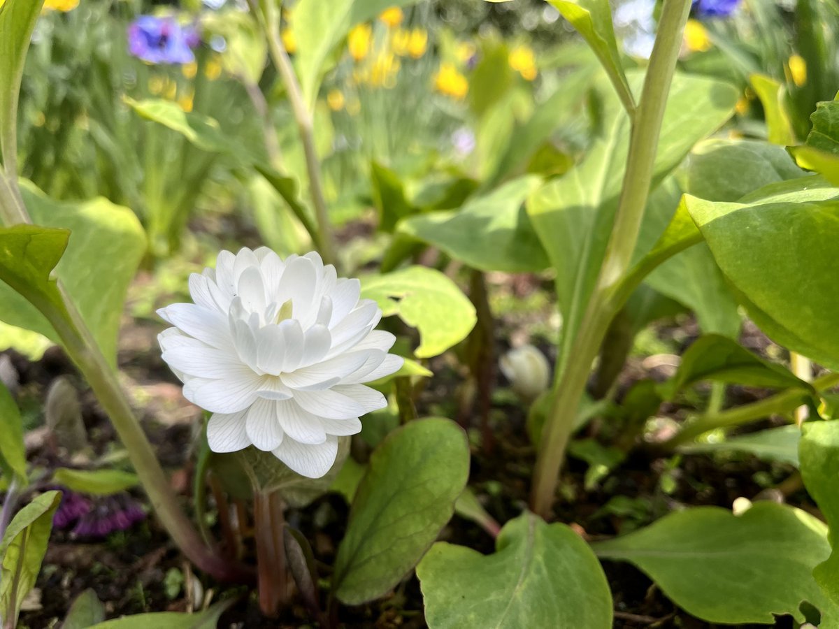 jmooney501's tweet photo. Perfection from this Canadian Bloodroot #garden #gardening #spring #GardeningInspiration https://t.co/zte1rxGoQz