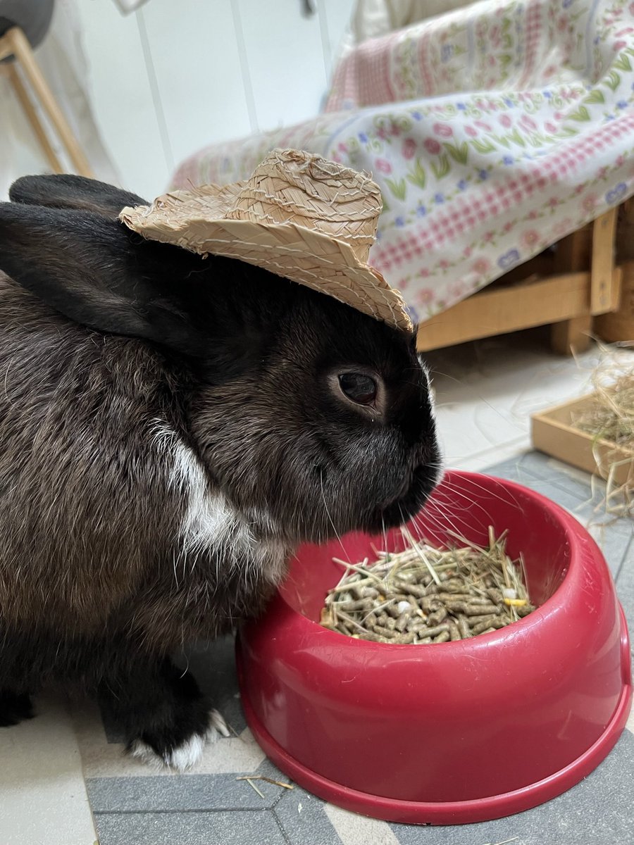 Elemenoupii's tweet image. Te voy a amar toda la vida y más🤍 buen viaje mi gordito, nos vemos del otro lado 🌈