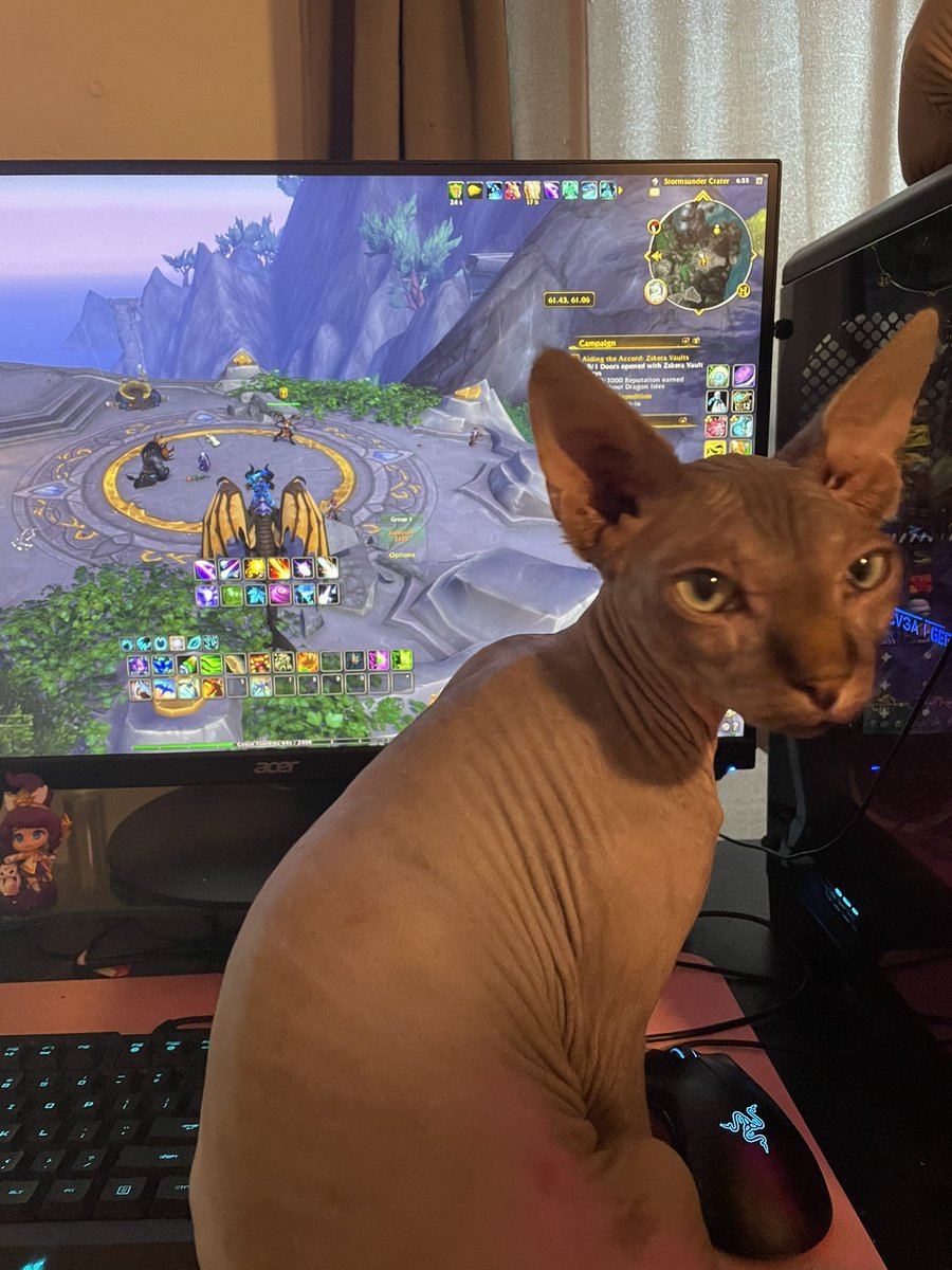 druidmal's tweet photo. cats and wow https://t.co/drwLu22tT4