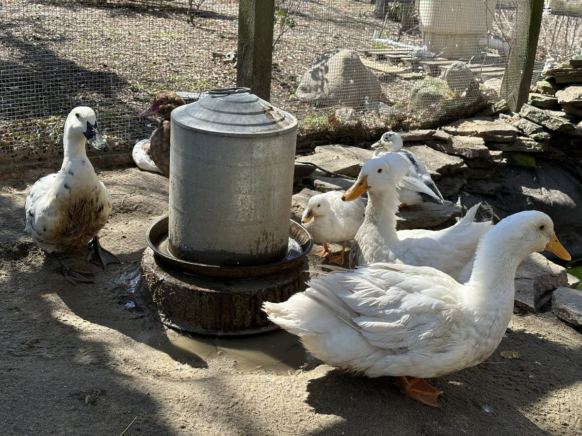 bythebeachRE's tweet photo. The ducks are thrilled with this springtime weather 🦆☀️💙 #Spring #sunnyday #CapeCod #ducks #fromthefarm #offseasoncapecod #FarmLife #harwich #QUACK #MondayMood https://t.co/cW2bL4ngzf