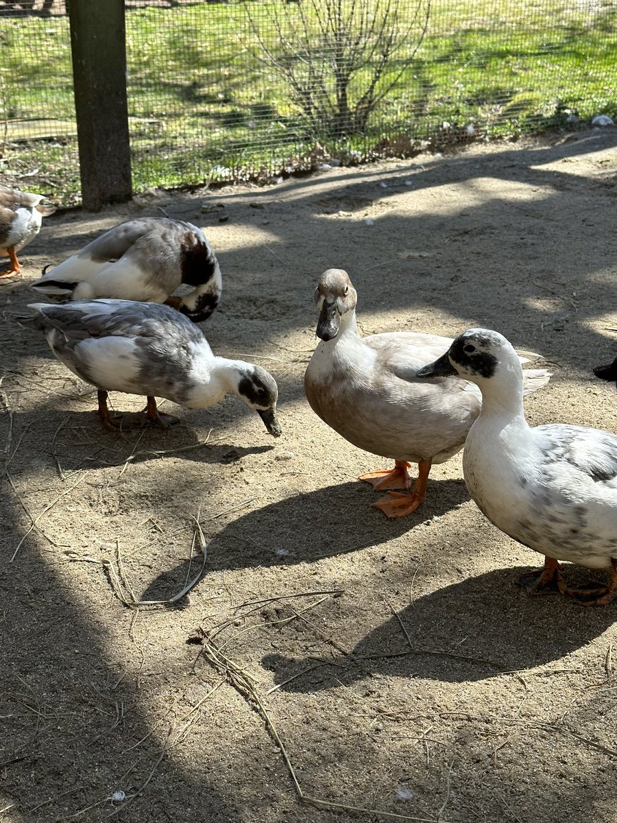 bythebeachRE's tweet photo. The ducks are thrilled with this springtime weather 🦆☀️💙 #Spring #sunnyday #CapeCod #ducks #fromthefarm #offseasoncapecod #FarmLife #harwich #QUACK #MondayMood https://t.co/cW2bL4ngzf
