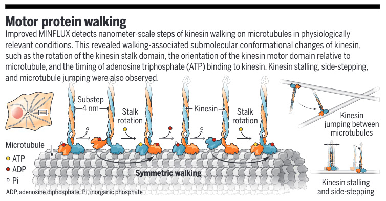 A noninvasive imaging technique can track the motion of single biomolecules in live cells.

Learn more in Science ⬇️
📄: scim.ag/22g
📄: scim.ag/22k
#SciencePerspective: scim.ag/22j