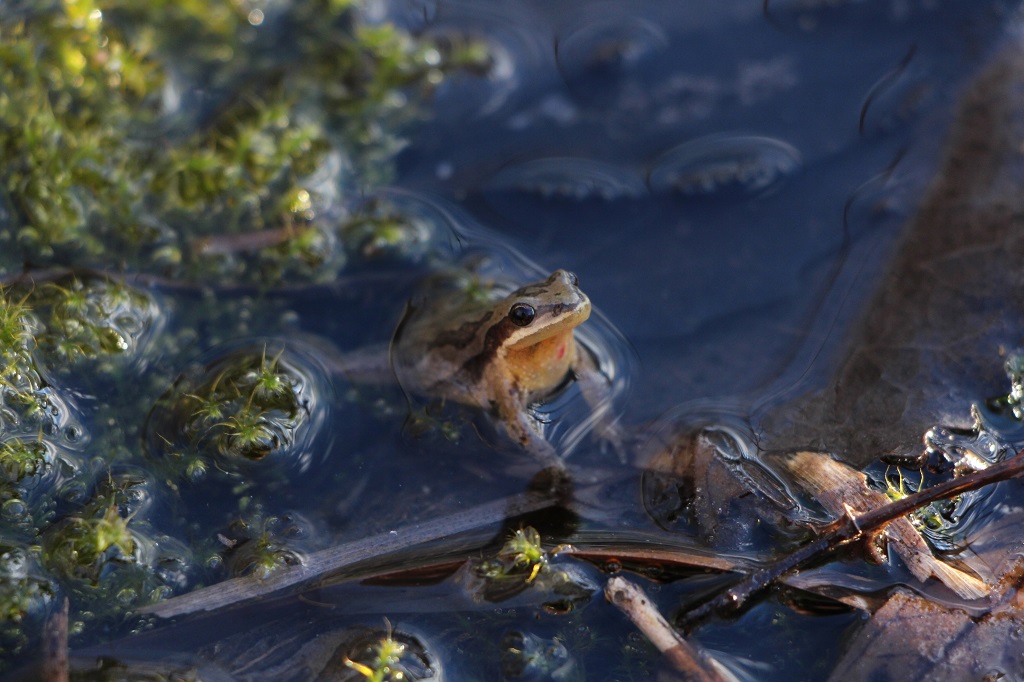 environmentca's tweet photo. Remember that damaging the protected habitat of the Western #ChorusFrog in Candiac, Quebec, is prohibited.
Two Quebec companies have been fined a total of $10,000.
Learn more here: https://t.co/J8Oe9MgARC
#enforcement https://t.co/70Y2THqwN1