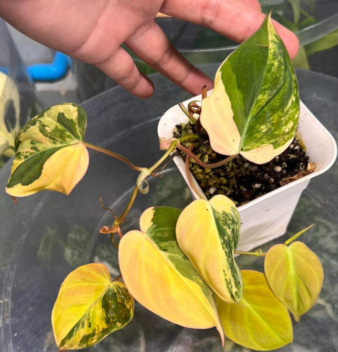 🌱philodendron mican variegated

Tonmong Tonmai 🪴 Rare plants, variegated plants shop 🇹🇭
✈️ Worldwide shipping
 Please  linktr.ee/tonmongtonmai 

#mican #plants #planttwitter  #rareplants  
#indoorplants #houseplantlover  #plantgarden #gardening #aroid #philodendron #variegated