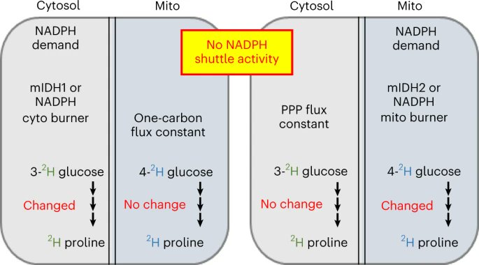 Gary Patti (@gjpattij) on Twitter photo Happy to share new work led by <a href="/xiangfniu/">Xiangfeng Niu</a>. We developed a tracing approach to infer changes in cyto & mito NADPH fluxes.
Results show that there is no NADPH shuttle in our cells. Wrt NADPH, cyto & mito are on their own.
Congrats Niu & team!
<a href="/nchembio/">Nature Chemical Biology</a>
rdcu.be/c8v1r Happy to share new work led by <a href="/xiangfniu/">Xiangfeng Niu</a>. We developed a tracing approach to infer changes in cyto & mito NADPH fluxes.
Results show that there is no NADPH shuttle in our cells. Wrt NADPH, cyto & mito are on their own.
Congrats Niu & team!
<a href="/nchembio/">Nature Chemical Biology</a>
rdcu.be/c8v1r