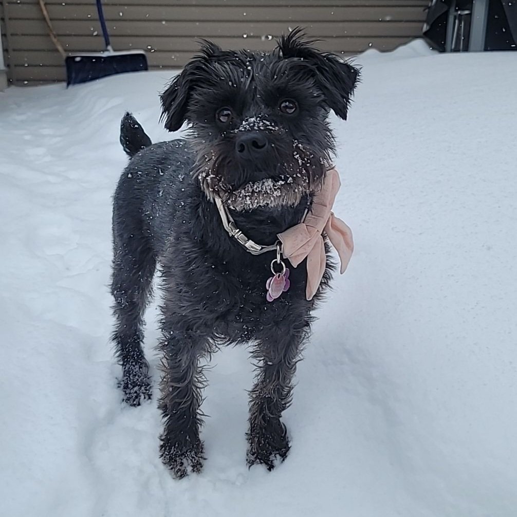 Octavia was a little shocked at the snow today. Said something about "this is spring?" under her breath this morning.