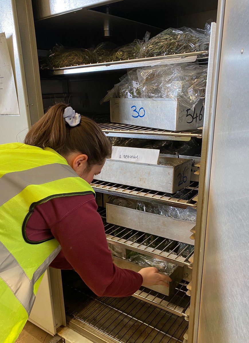 LilyButters01's tweet photo. Harvest day for my HRP trial. Hoping to see some differences after the roots have been dried! And hoping I don’t have to wash anymore roots for a long long time… 
#HAU @HarperAdamsUni https://t.co/kkQVxcYS05