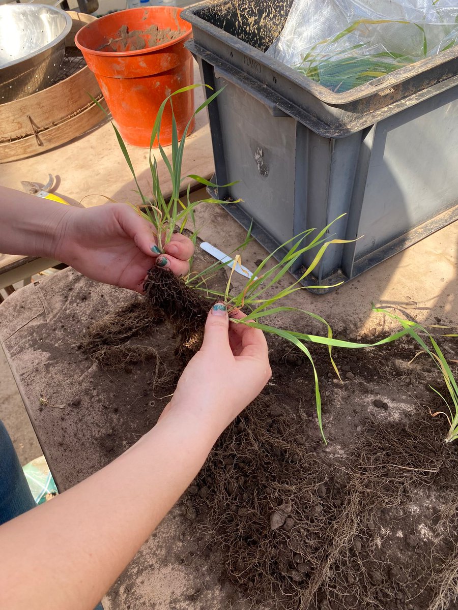 LilyButters01's tweet photo. Harvest day for my HRP trial. Hoping to see some differences after the roots have been dried! And hoping I don’t have to wash anymore roots for a long long time… 
#HAU @HarperAdamsUni https://t.co/kkQVxcYS05