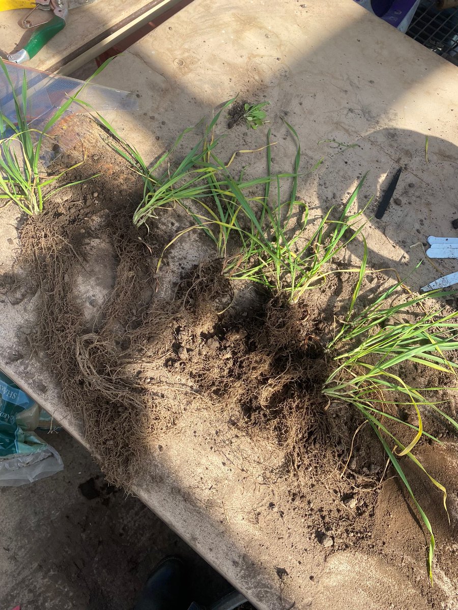 LilyButters01's tweet photo. Harvest day for my HRP trial. Hoping to see some differences after the roots have been dried! And hoping I don’t have to wash anymore roots for a long long time… 
#HAU @HarperAdamsUni https://t.co/kkQVxcYS05