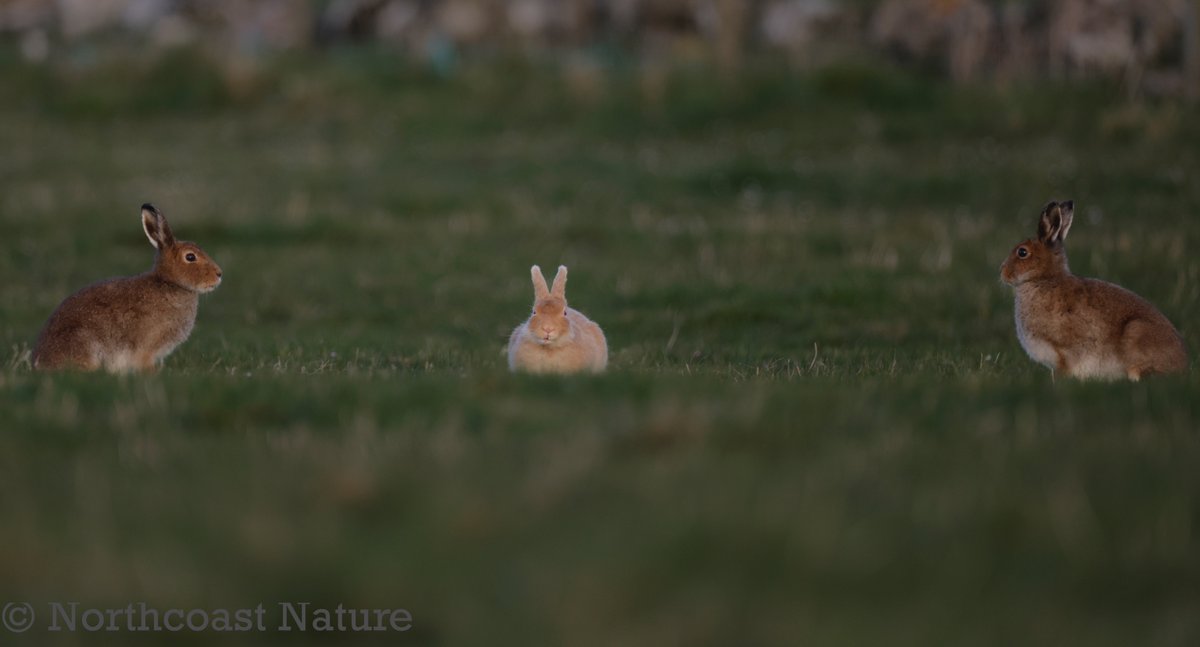 Golden Irish Hare. (giorria sléibhe Éireannach) Rathlin Island. Co Antrim. @Irishwildlife @UlsterWildlife @CanonUKandIE @JakkiMoores @LIFERathlin @_Stickybeak @VeighDermot @harebells @HPT_Official @NatureRTE @LveWildliFe4