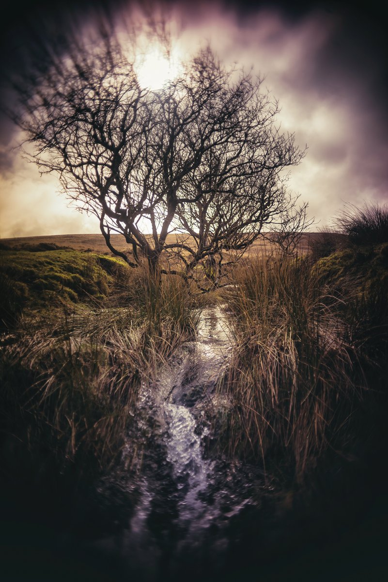 GlavindStrachan's tweet photo. #willow at #ladybrook on #Dartmoor yesterday in between rainfall 😍 #Dartmoorphotography #DartmoorPhotographer https://t.co/Kmd6dKvEpe
