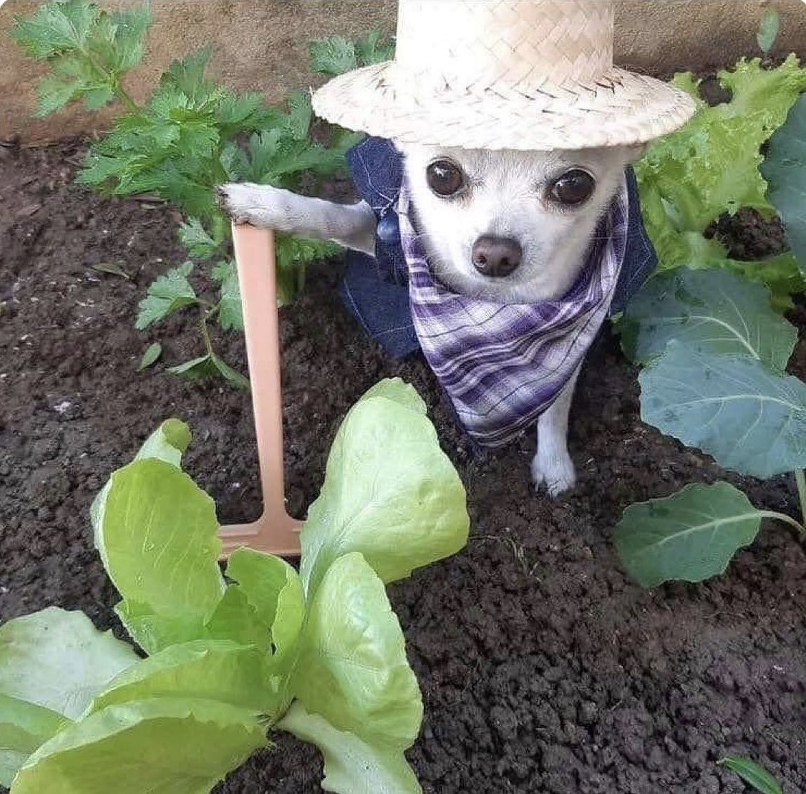 Guarromantico_'s tweet photo. Listo para plantarte unos besotes. https://t.co/VyV6Oh7zGF