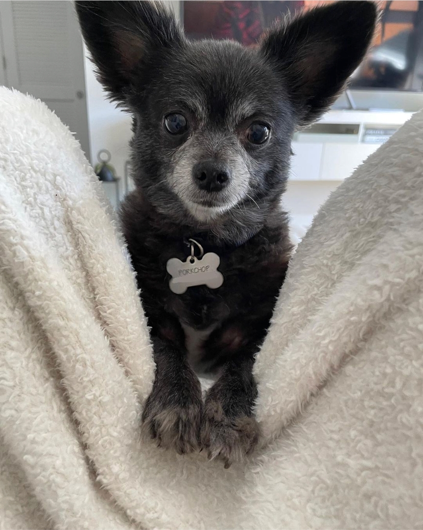 atlantapetlife's tweet photo. Monday just kind of popped up on us like... "HEY!" ๐
๐ถ Porkchop
Let's have a great week out there furriends!โค
#atlantapetlife #dogist #atlpets #furendly #atlantapets #atlantadogs https://t.co/edMIBj6wqT