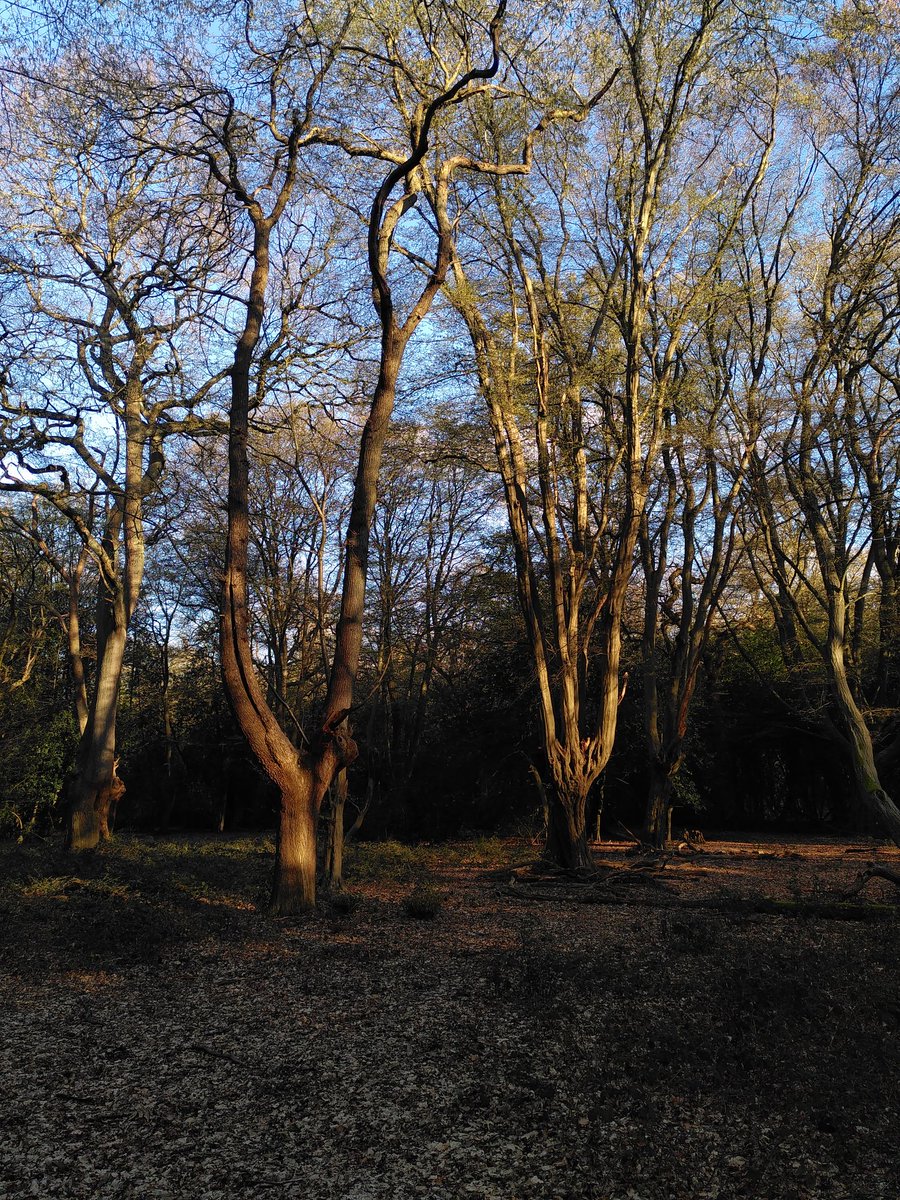 EppingForestHT's tweet photo. So nice to be able to have a post-work stroll in the Forest after work #EppingForest #HourChange https://t.co/dZPUSxo0FO