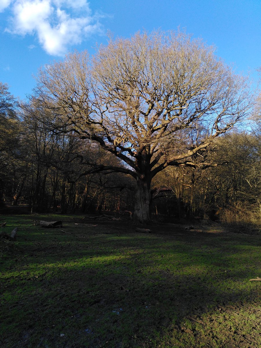 EppingForestHT's tweet photo. So nice to be able to have a post-work stroll in the Forest after work #EppingForest #HourChange https://t.co/dZPUSxo0FO