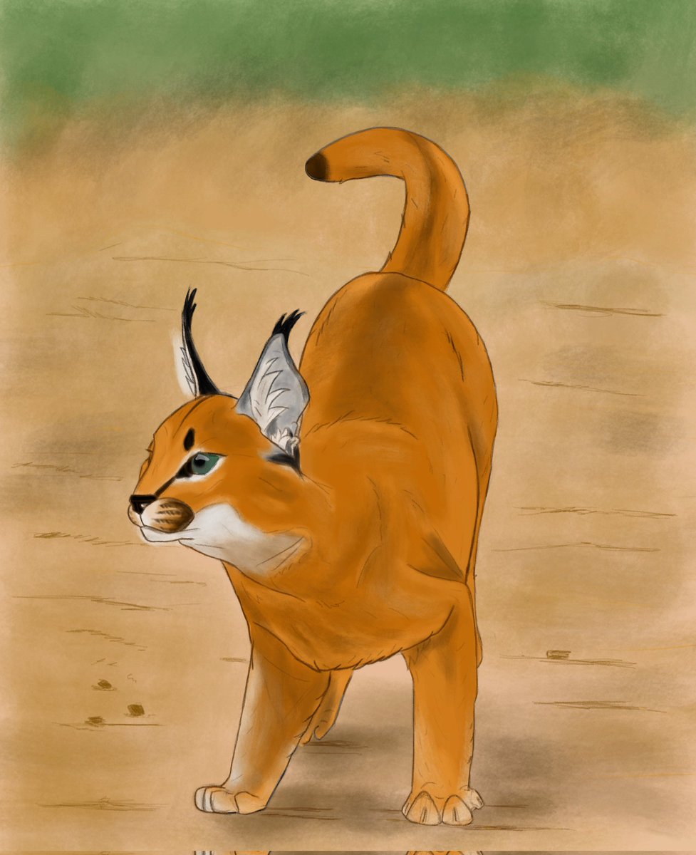 KRenvilo's tweet image. Lince do deserto um Carcal #carcal #felino #lince #lynx #digitalart #art
