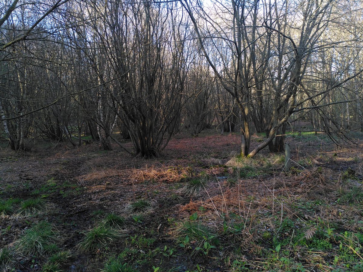 EppingForestHT's tweet photo. So nice to be able to have a post-work stroll in the Forest after work #EppingForest #HourChange https://t.co/dZPUSxo0FO