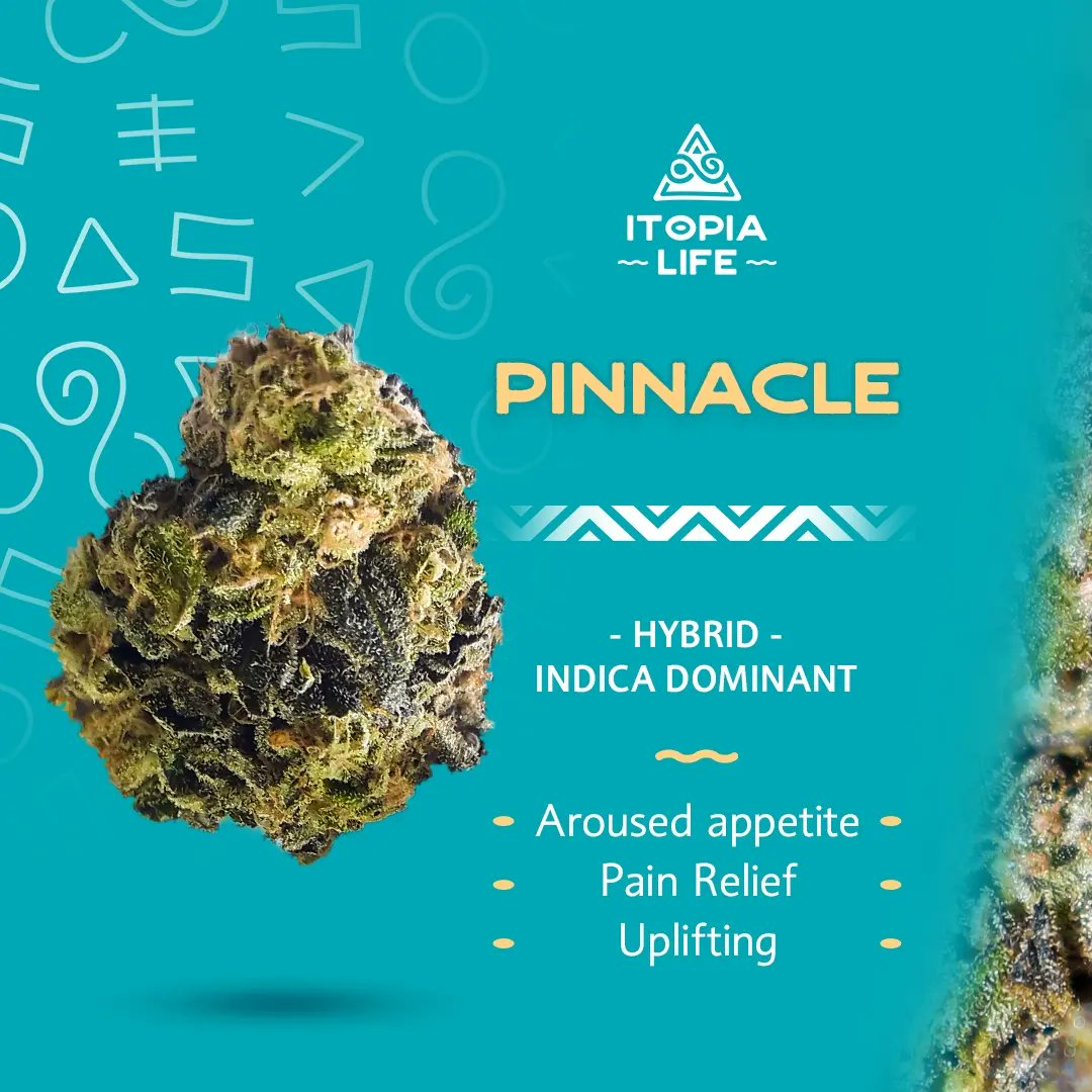 itopialife's tweet photo. Introducing the crowd favourite!

Pinnacle is hands down most people’s favourite strain. This indica dominant hybrid provides puffs that will elevate you and bring you to the Pinnacle!

#itopia #itopialife #pinnacle #crowdfavourite #strainhighlight #pinnaclestrain https://t.co/Nur7SF6RRq