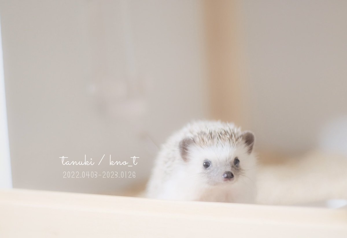 01n_t's tweet photo. Kno

#lizard #hedgehog
#art #photography https://t.co/WBK9yn0lpE