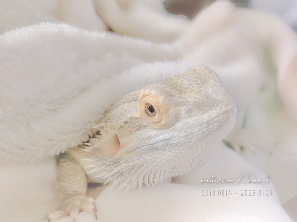 01n_t's tweet photo. Kno

#lizard #hedgehog
#art #photography https://t.co/WBK9yn0lpE