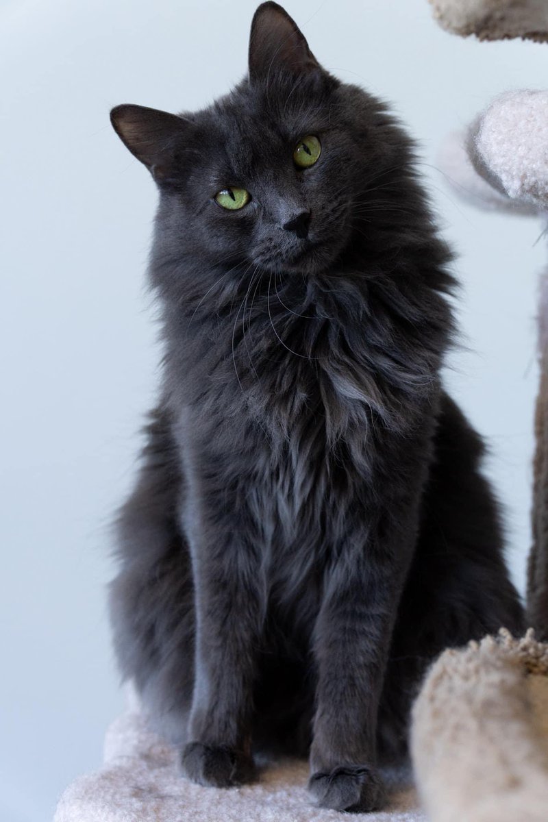 SAFE Team Rescue tweet media