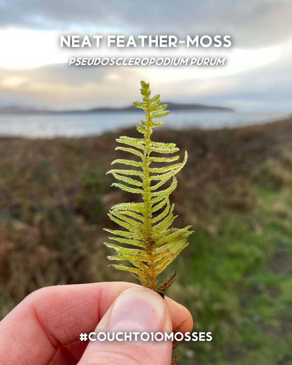 Leif Bersweden tweet media