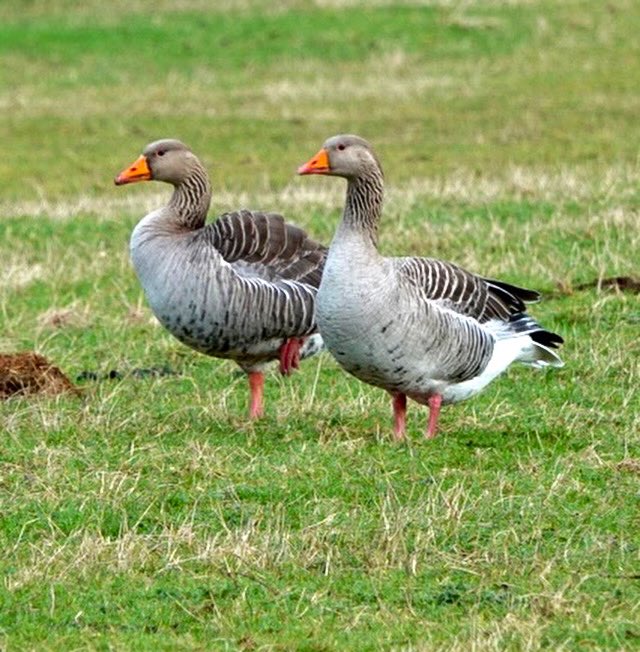 A nice pair of Greylag Geese. To me they are Egyptian Geese not on acid.
#greylaggoose #greylag #greylaggeese #geese #goose #pairofbirds #coupling #biggoose #largeeggs #oxfordshire #oxon #dorchesteronthames #southoxon #bishopscourtfarm