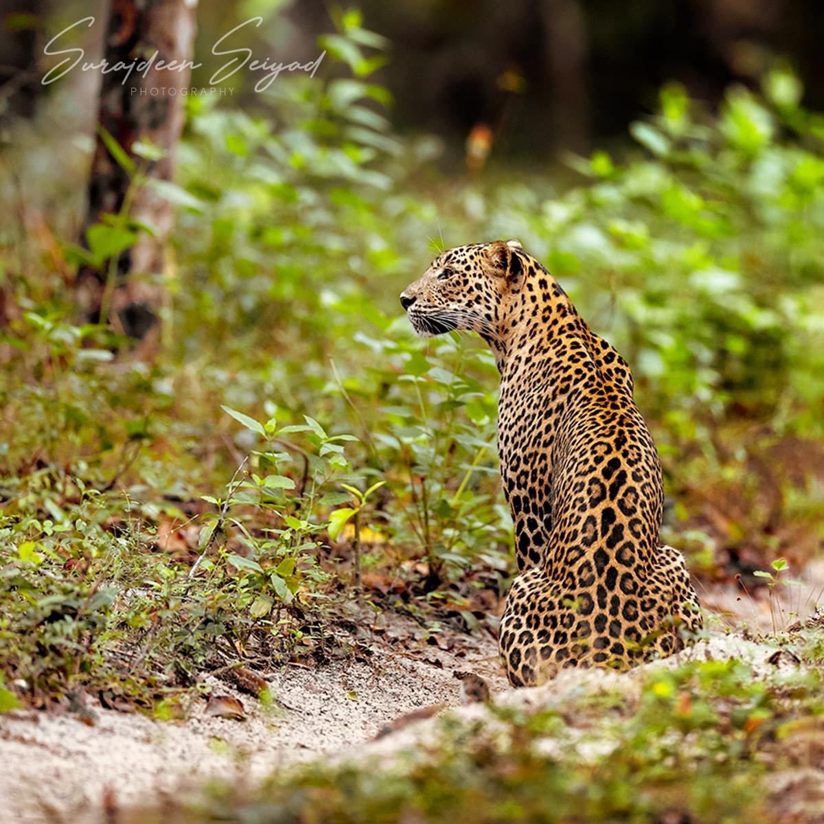 ImagingtheWilds's tweet photo. The #leopard queen of Kurruttupandi, Wilpattu #NationalPark, Sri Lanka!
#animalsaddict #leopards #animalart
#bigcats #bigcatconservation
#exclusive_wildlife #instafoto #wildlifeofinstagram #leopardsofinstagram #bigcatsofinstagram https://t.co/vOD61hayvu